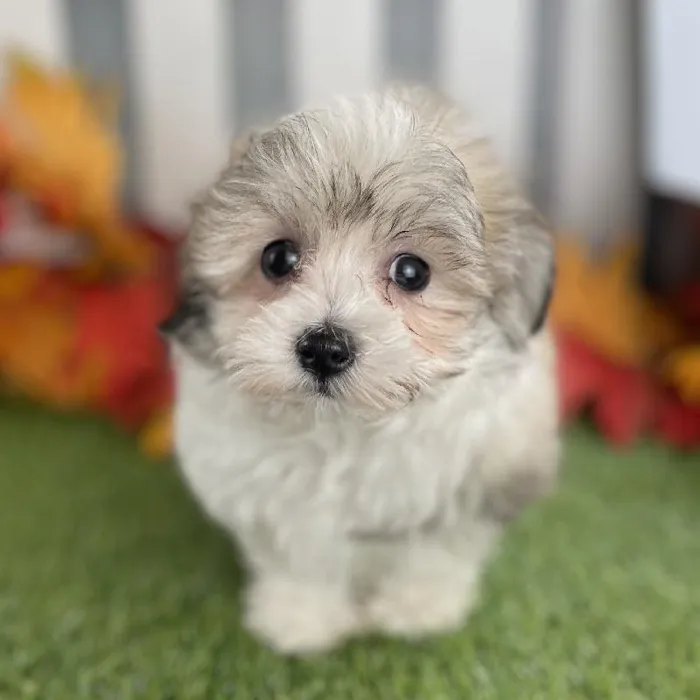 Male Maltiton Puppy for Sale in Schererville, IN