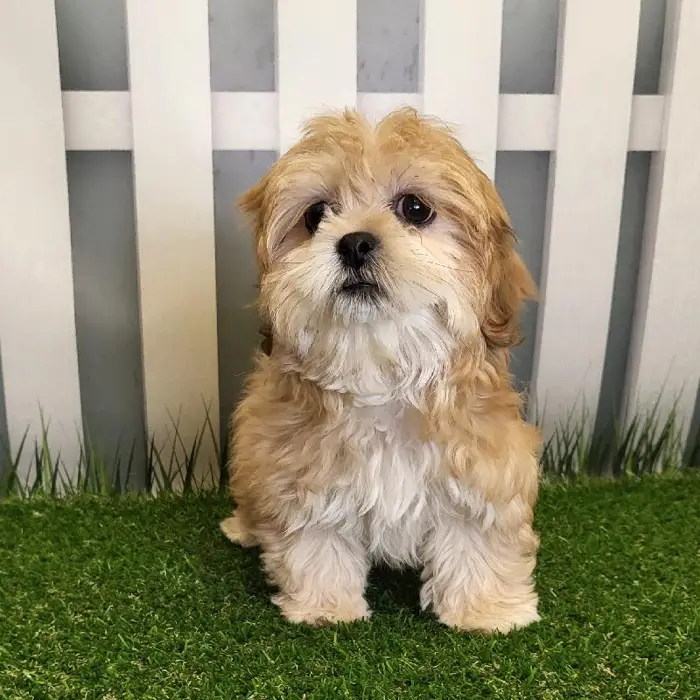 Female LhasaChon Puppy for Sale in Schererville, IN