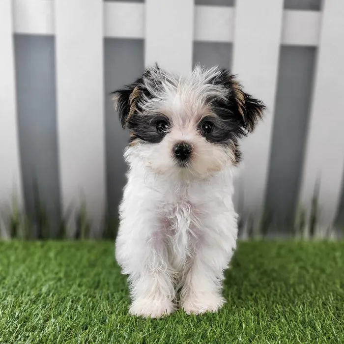 Male Morkie Puppy for Sale in Schererville, IN