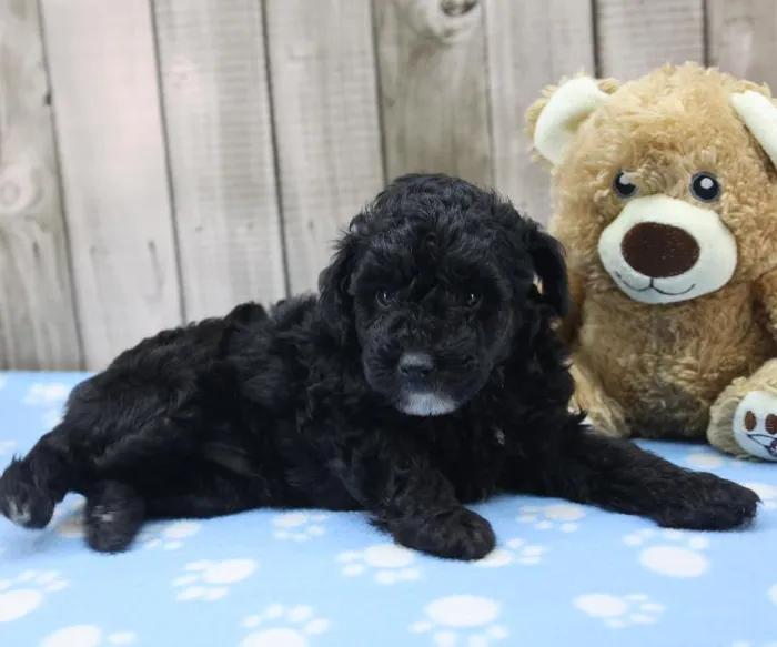 Male Toy Poodle Puppy for Sale in Indianapolis, IN