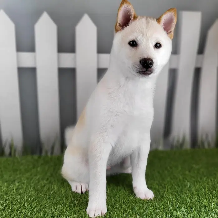 Male Shiba Inu Puppy for Sale in Schererville, IN