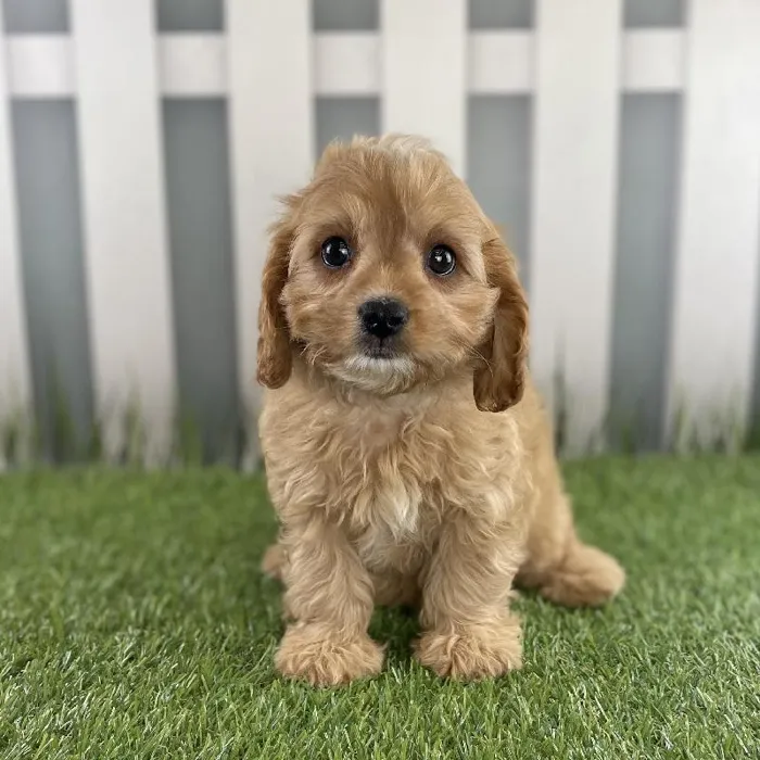 Male Cavapoo Puppy for Sale in Schererville, IN
