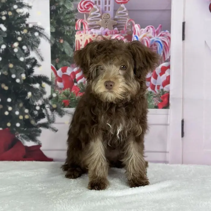 Male Yorkie-Poo Puppy for Sale in Schererville, IN