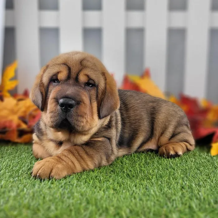 Female Walrus Puppy for Sale in Schererville, IN