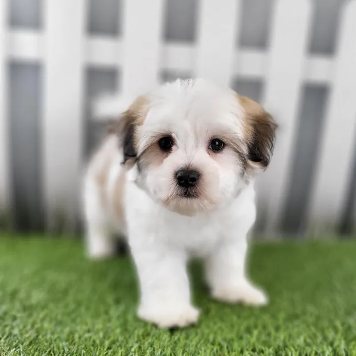 Male Coton De Tulear Puppy for Sale in Schererville, IN