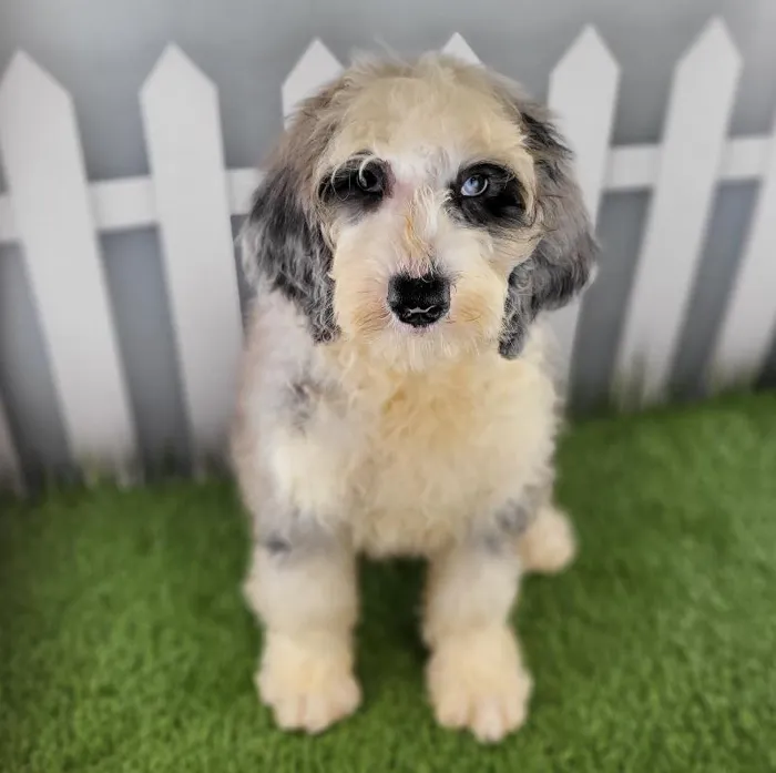 Male Sheepadoodle Puppy for Sale in Schererville, IN