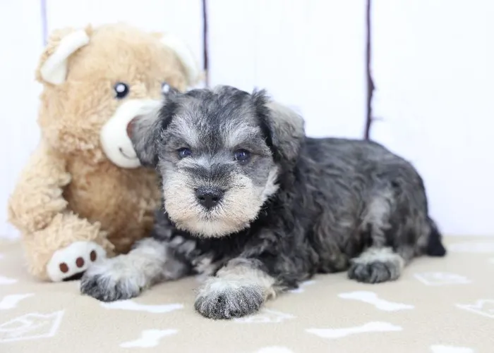 Male Miniature Schnauzer Puppy for Sale in Schererville, IN