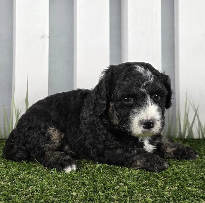 Male Miniature Goldendoodle Puppy for Sale in Schererville, IN