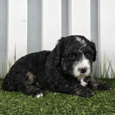 Male Miniature Goldendoodle Puppy for Sale in Schererville, IN