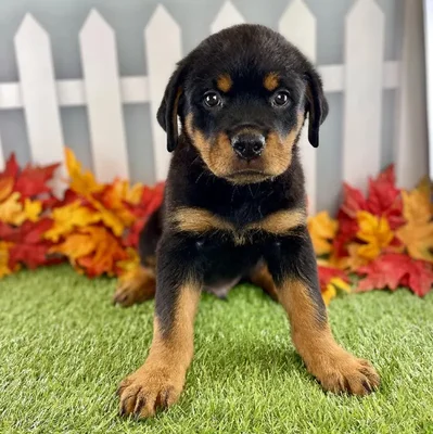 Male Rottweiler Puppy for Sale in Schererville, IN