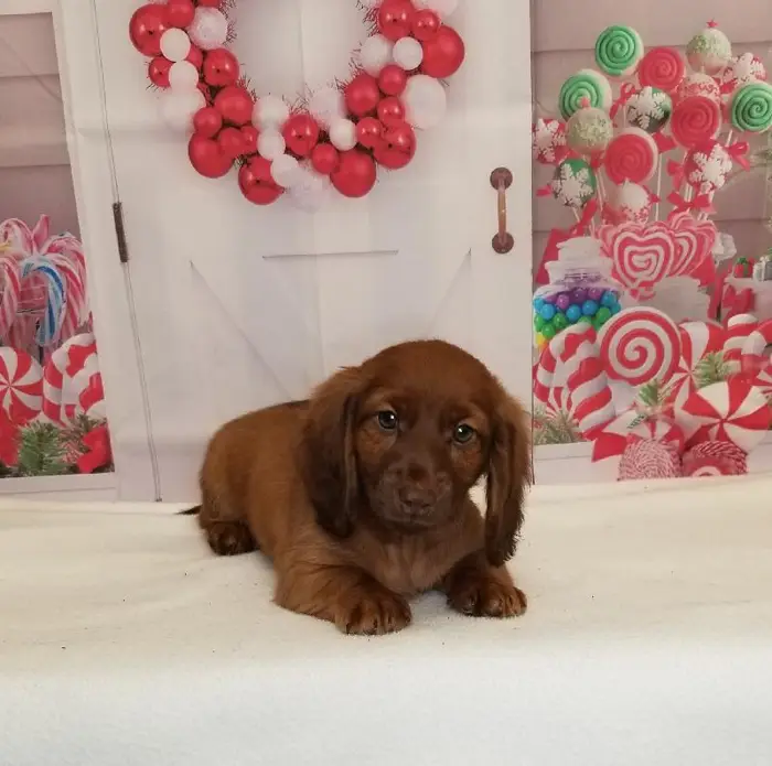 Male Miniature Dachshund Puppy for Sale in Schererville, IN