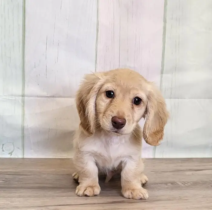 Male Miniature Dachshund Puppy for Sale in Schererville, IN