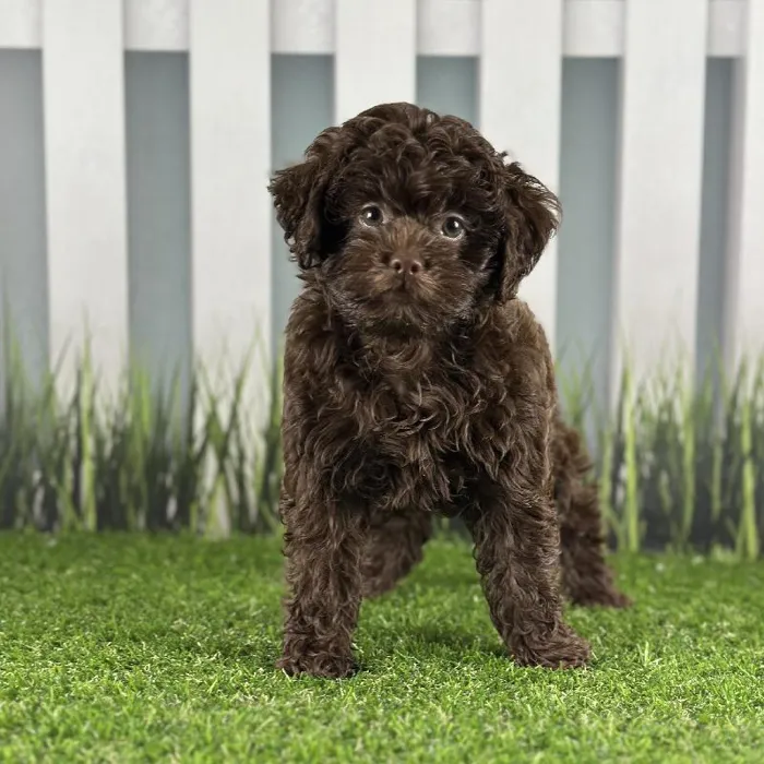 Male ShihPoo Puppy for Sale in Indianapolis, IN