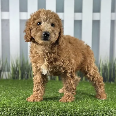 Male Miniature Goldendoodle Puppy for Sale in Indianapolis, IN