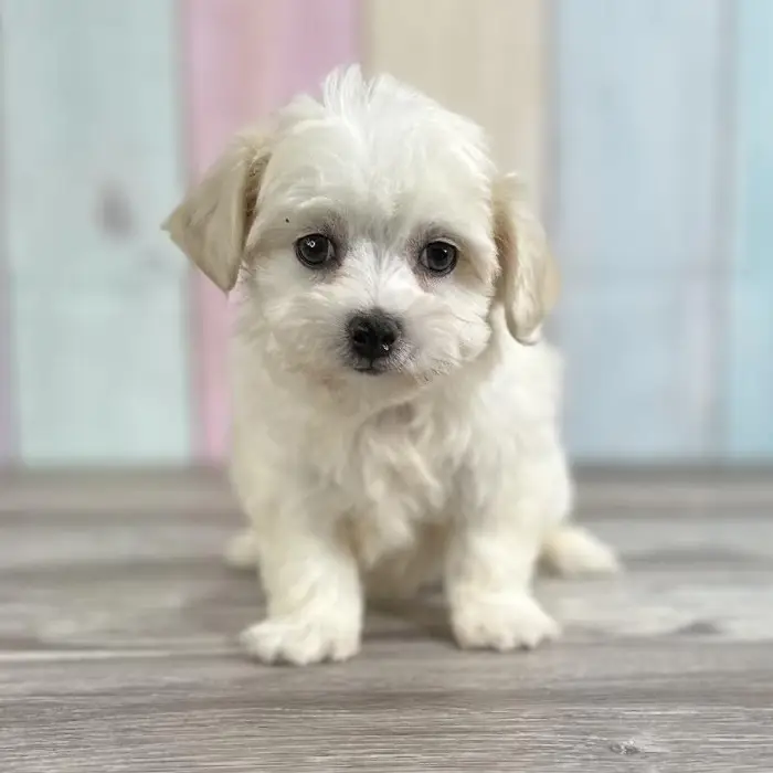 Female Coton De Tulear Puppy for Sale in Schererville, IN