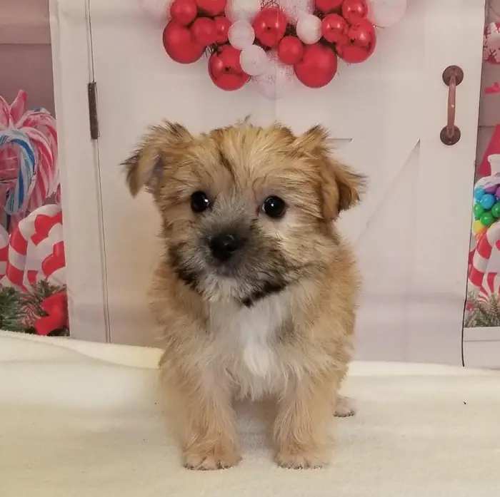 Female Morkie Puppy for Sale in Schererville, IN