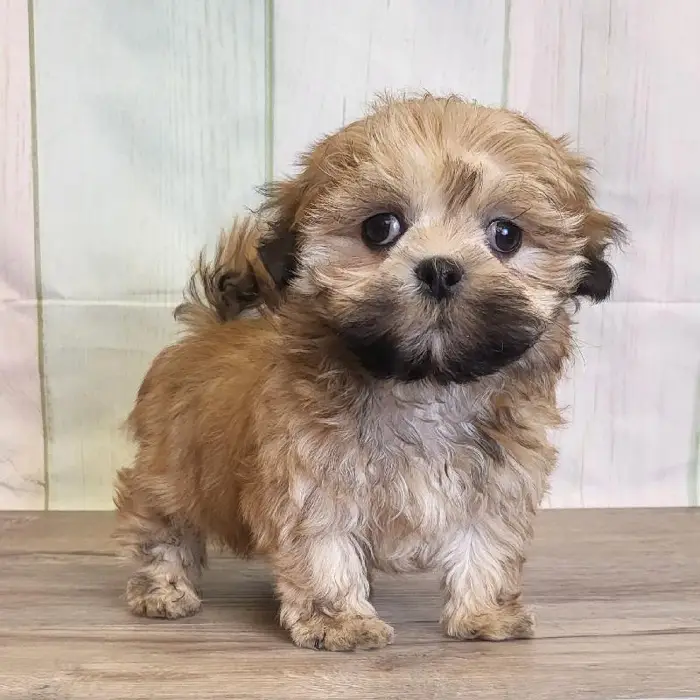 Male LhasaChon Puppy for Sale in Schererville, IN