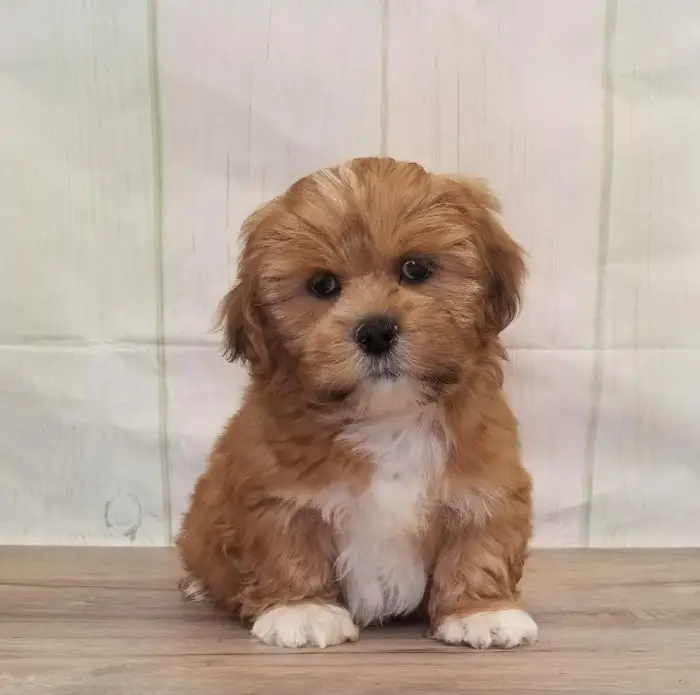 Male Lhasa Apso Puppy for Sale in Schererville, IN