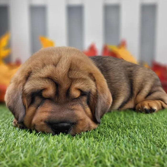 Female Walrus Puppy for Sale in Schererville, IN