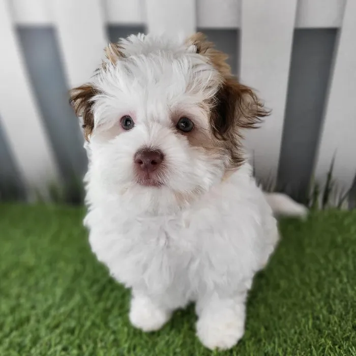 Female Havanese Puppy for Sale in Schererville, IN