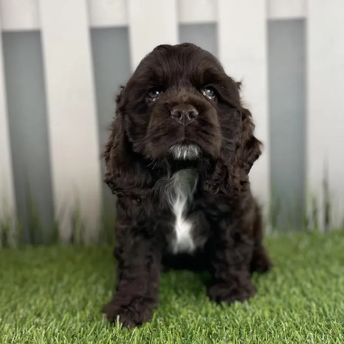 Male Cocker Spaniel Puppy for Sale in Schererville, IN