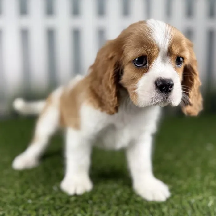 Male Cavalier King Charles Spaniel Puppy for Sale in Indianapolis, IN