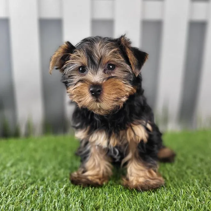 Male Yorkshire Terrier Puppy for Sale in Schererville, IN