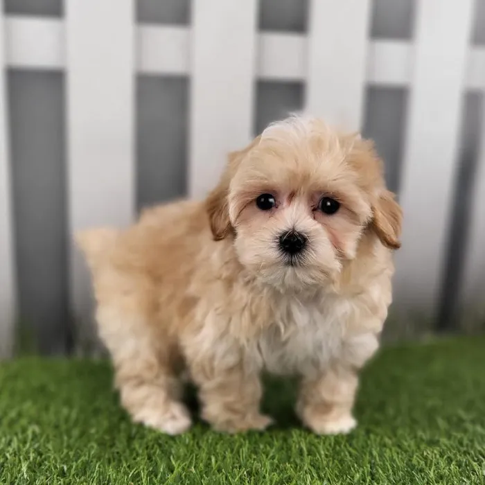 Male Maltipoo Puppy for Sale in Schererville, IN