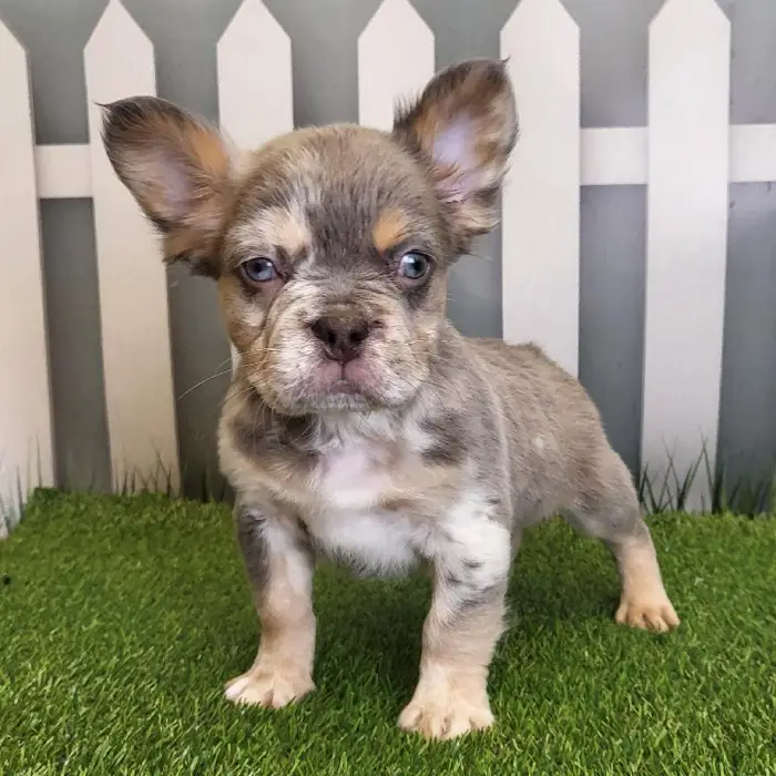 Male French Bulldog Puppy for Sale in Schererville, IN