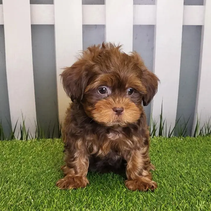 Male ShihPoo Puppy for Sale in Schererville, IN