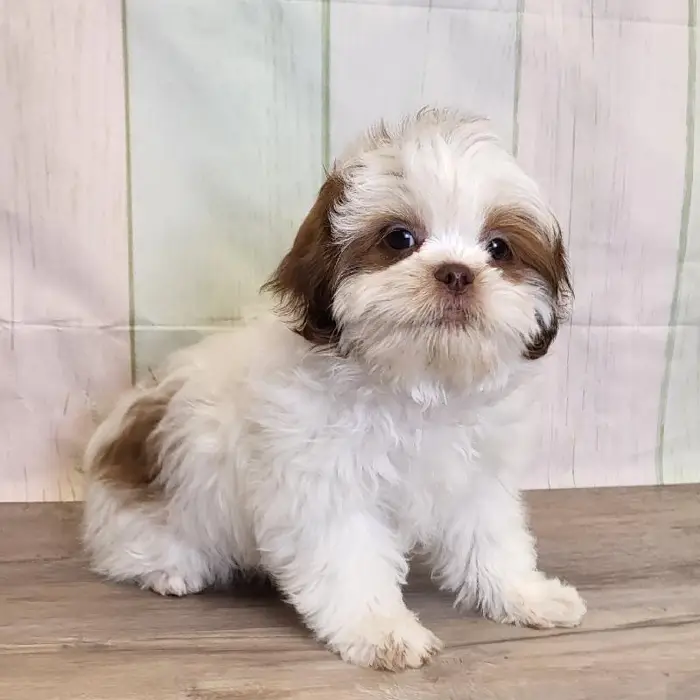 Male ShihPoo Puppy for Sale in Schererville, IN
