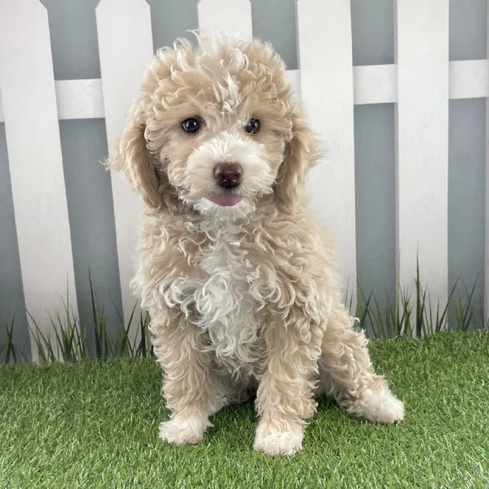 Female Miniature Goldendoodle Puppy for Sale in Schererville, IN