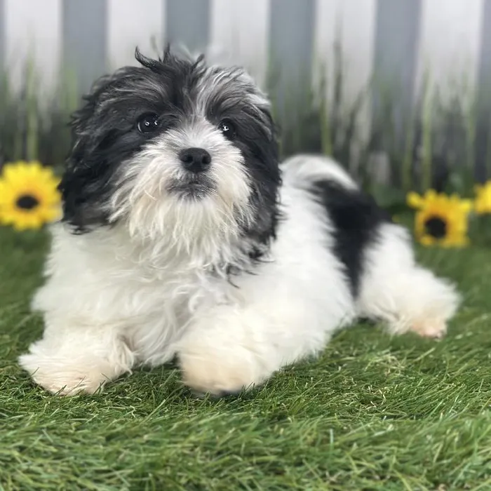Female Havanese Puppy for Sale in Indianapolis, IN