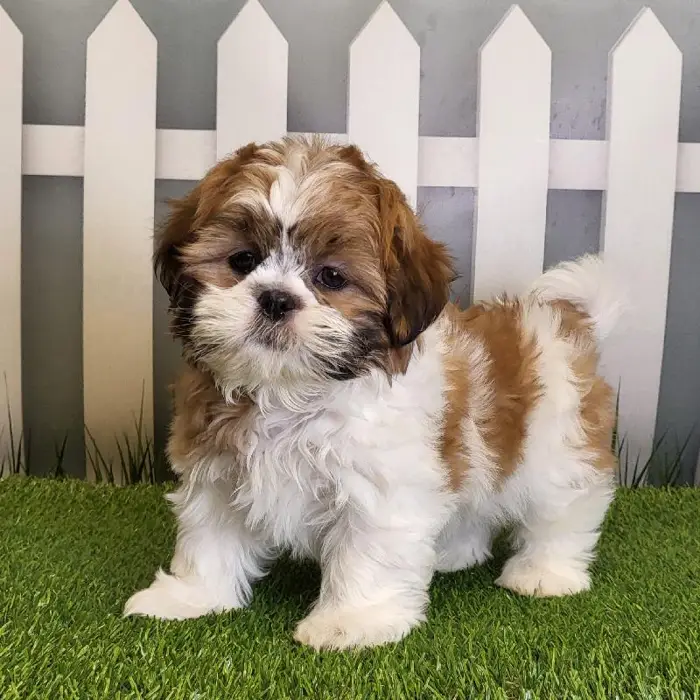 Male Shih Tzu Puppy for Sale in Schererville, IN