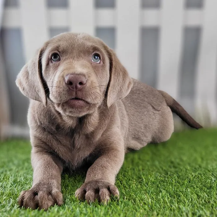 Male Labrador Retriever Puppy for Sale in Schererville, IN