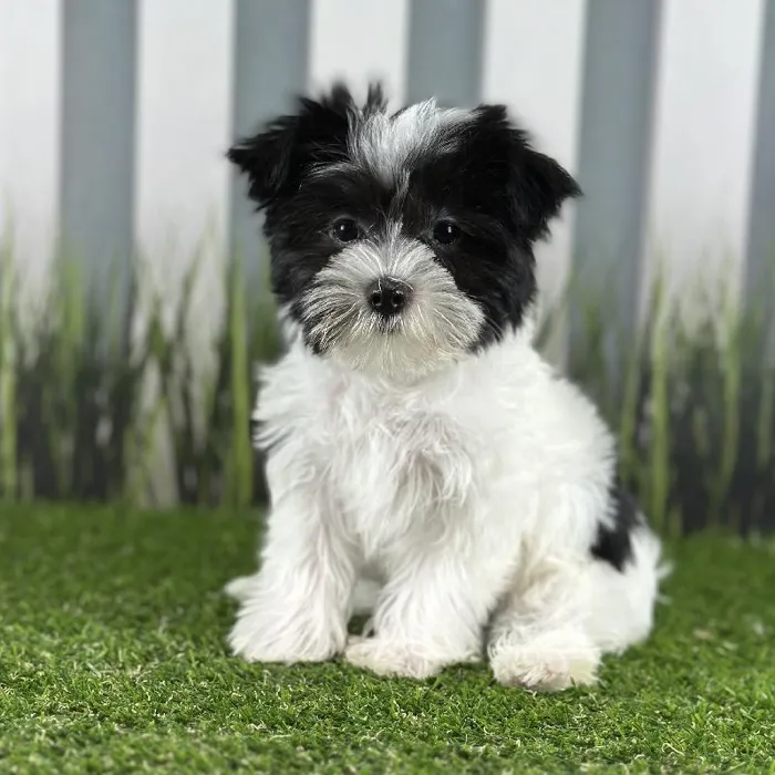 Female Morkie Puppy for Sale in Indianapolis, IN