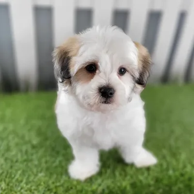 Male Coton De Tulear Puppy for Sale in Schererville, IN