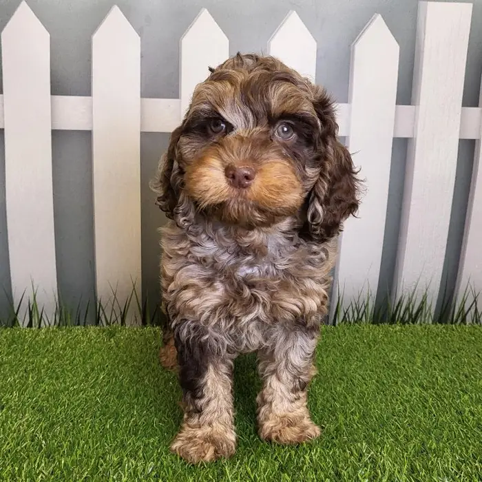 Male Cockapoo Puppy for Sale in Schererville, IN