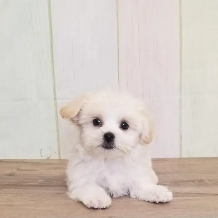 Male Shih-Chon Puppy for Sale in Schererville, IN
