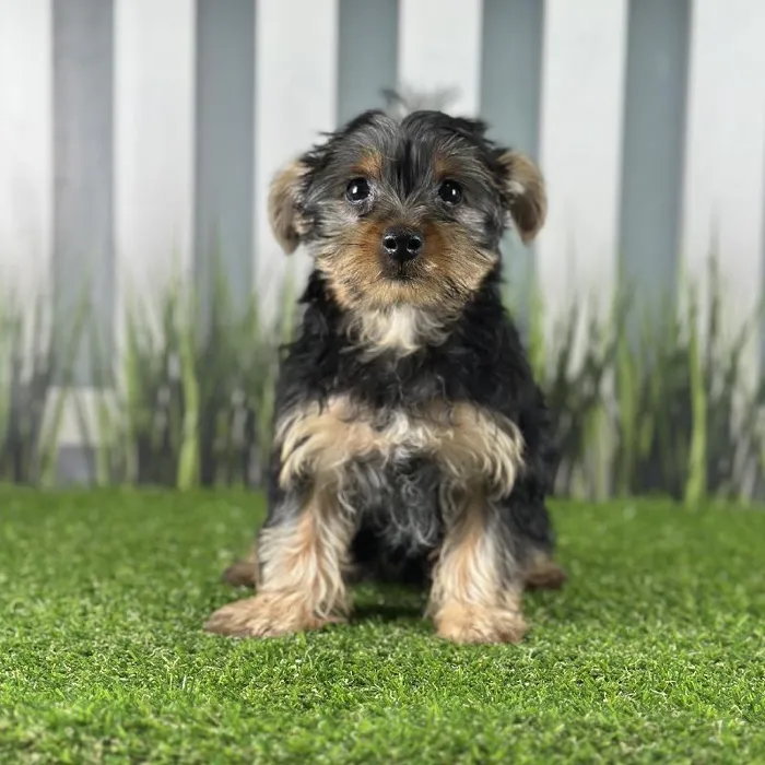 Male Yorkshire Terrier Puppy for Sale in Indianapolis, IN