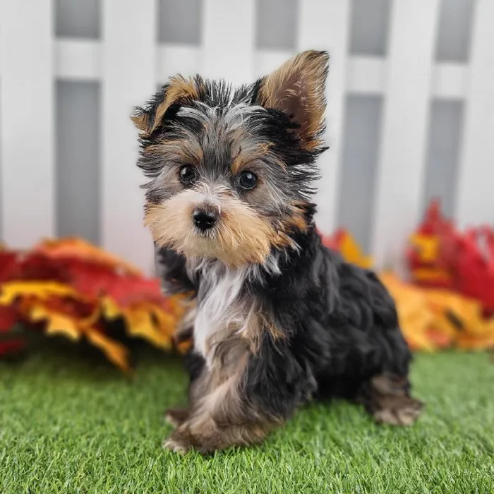 Male Yorkshire Terrier Puppy for Sale in Schererville, IN