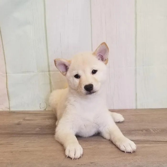 Female Shiba Inu Puppy for Sale in Schererville, IN