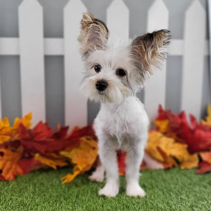 Male Morkie Puppy for Sale in Schererville, IN