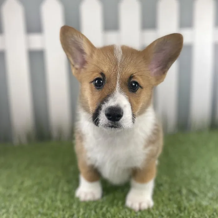 Female Pembroke Welsh Corgi Puppy for Sale in Schererville, IN