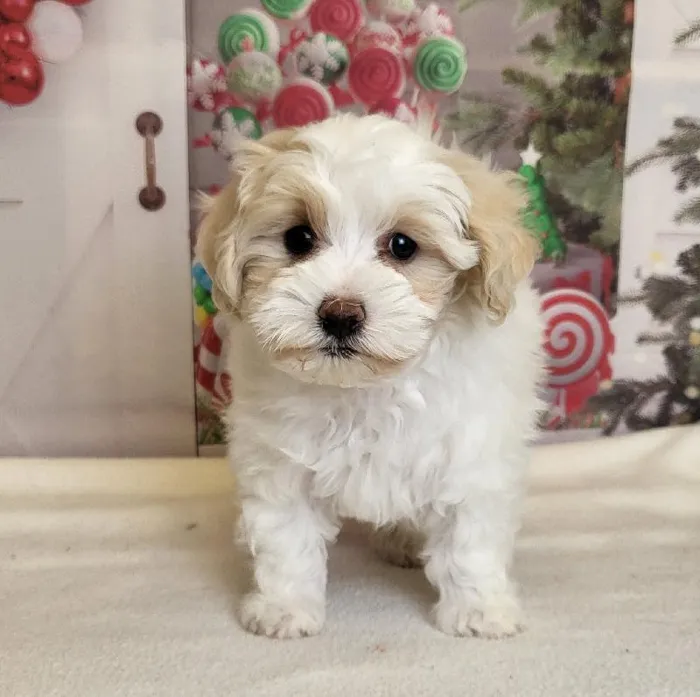 Female Maltipoo Puppy for Sale in Schererville, IN