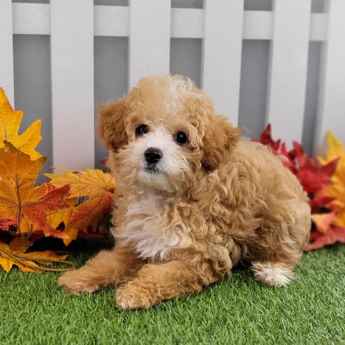 Female Toy Poodle Puppy for Sale in Schererville, IN