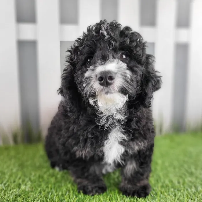 Male Miniature Goldendoodle Puppy for Sale in Schererville, IN