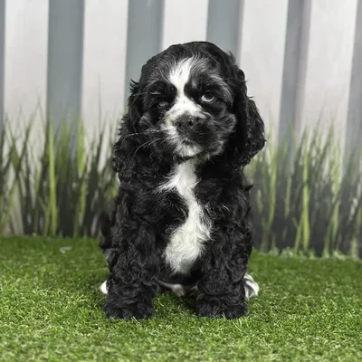 Male Cocker Spaniel Puppy for Sale in Indianapolis, IN