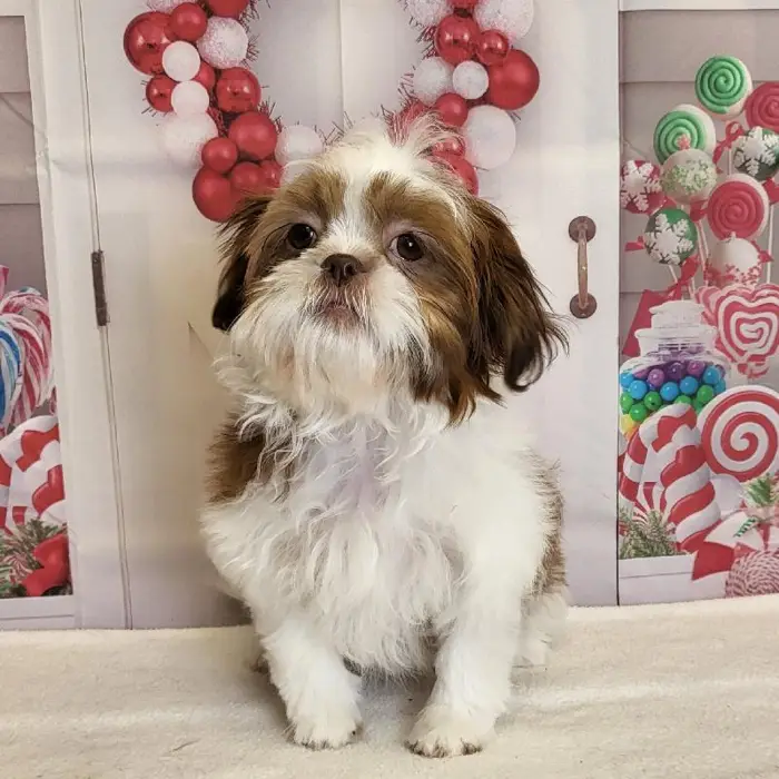 Female Shih Tzu Puppy for Sale in Schererville, IN