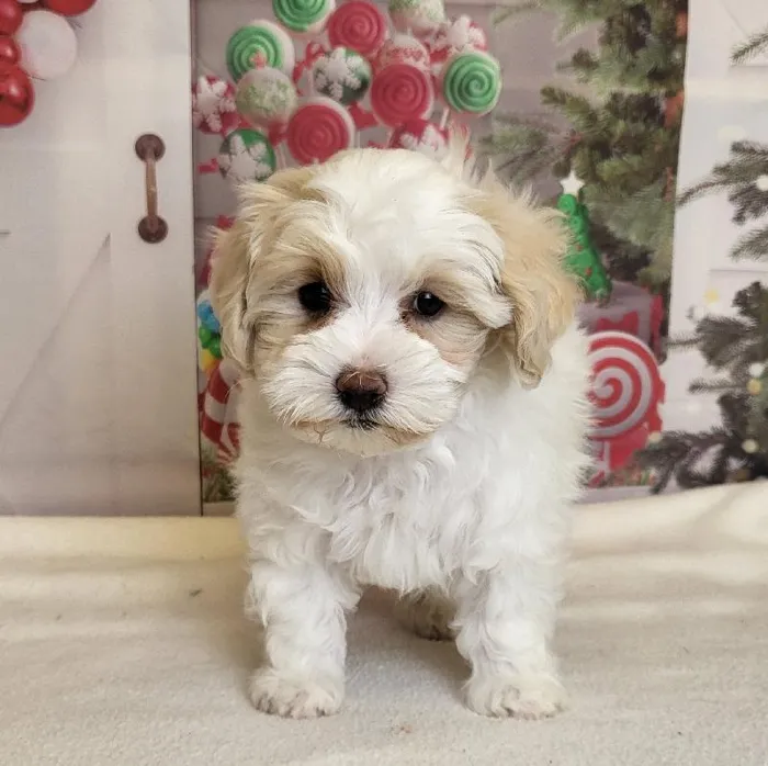 Female Maltipoo Puppy for Sale in Schererville, IN